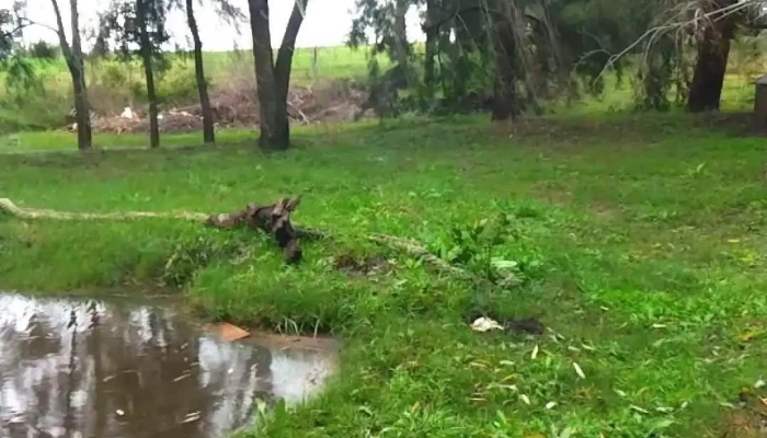 Estilo Campo Juanico -  Videos - Juanicó