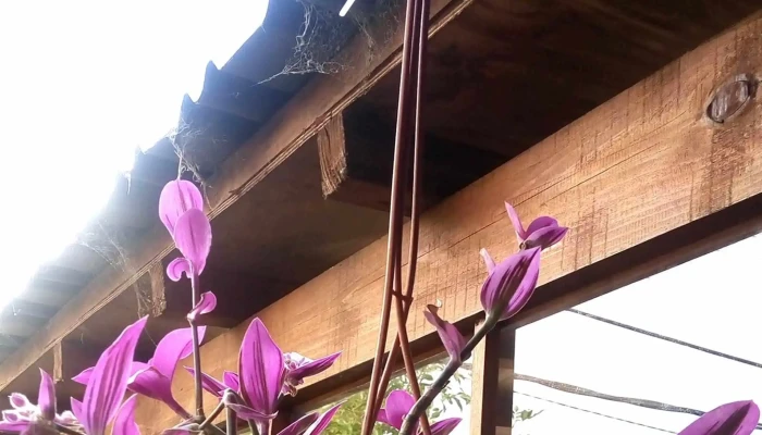 Explora Vivero -  Promocion - San Carlos