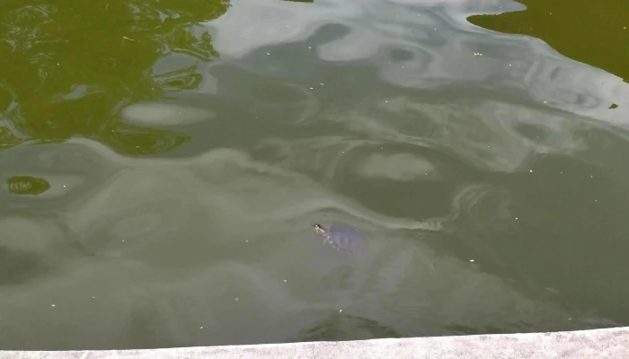 Facultad De Arquitectura Diseno Y Urbanismo Opiniones - Montevideo