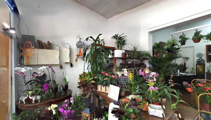 Fiore Del Yi -  Dondedeg - Santa Bernardina