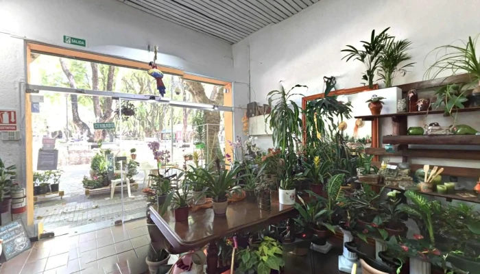 Fiore Del Yi -  Interior - Santa Bernardina