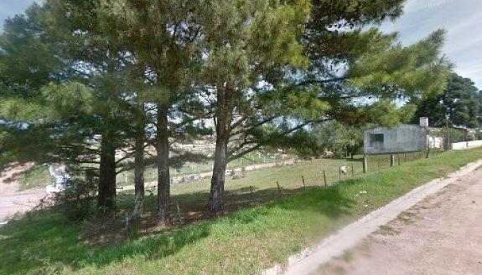 Flor -  Comentarios - Vichadero