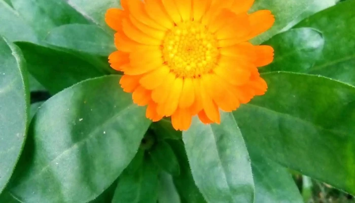 Flor De Lis -  Del Propietario - Atlántida