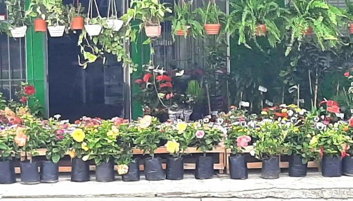 Floreria lo de ale - 15900 La Paz