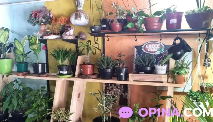 Floreria Y Vivero Sol Interior - Durazno