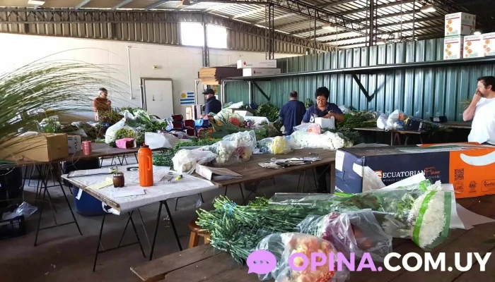 Flores y Plantas Musacco - 13000 Montevideo