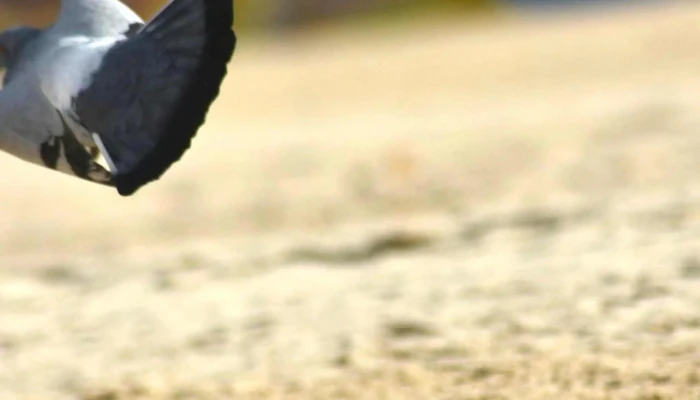 Fotoarte -    Escuela De Fotografia Videos - Montevideo