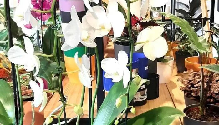 Garden Pot - 11300 Montevideo