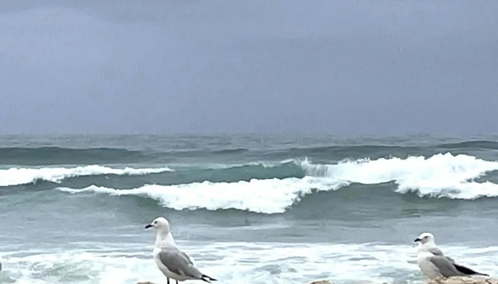 Global Studies Uruguay -  Numero - Montevideo