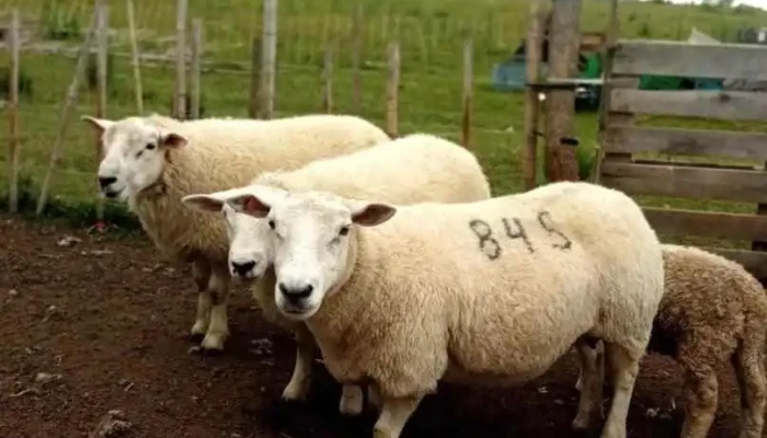 Granja el mirador - Bella Unión