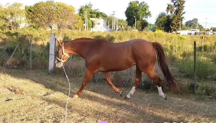Granja Villa Rosa - Montevideo