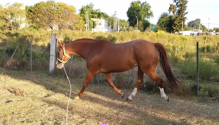 Granja Villa Rosa -  Ubicacion - Montevideo