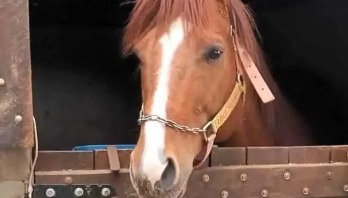 Haras Rml Cuarto De Milla -  Ubicacion - Villa Sara