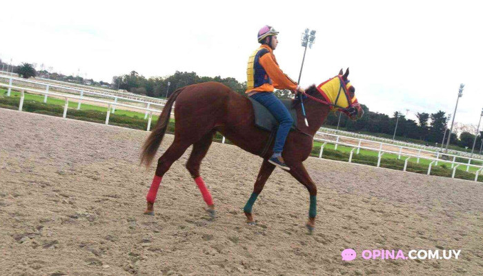 Hipodromo Montevideo - Bar