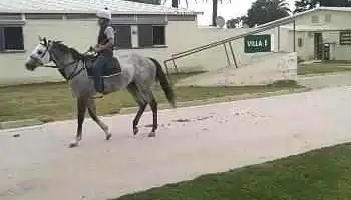 Hipodromo Videos - Montevideo