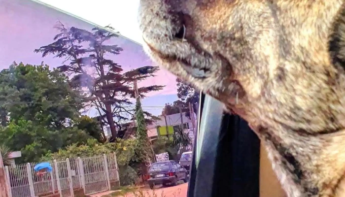 Hospital Veterinario de la Costa - 15800 Ciudad De La Costa