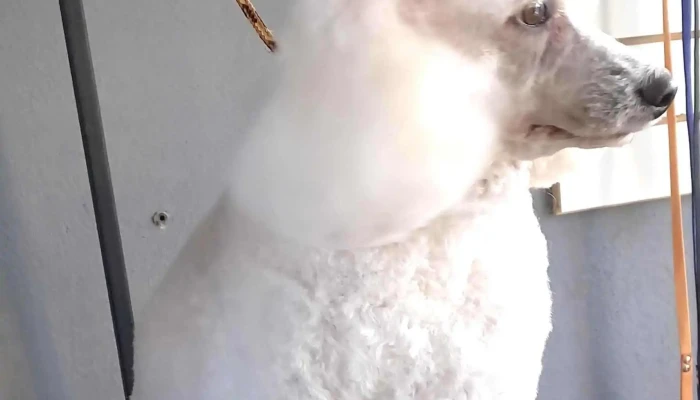 Huellitas Rb - 37000 Rio Branco