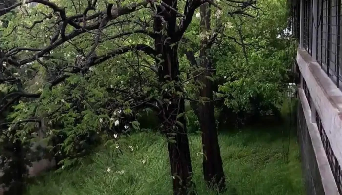 Instituto Superior Brazo Oriental -  Videos - Montevideo