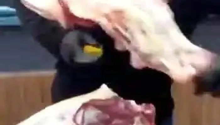 Jardin De Infantes No 137 Videos - Rivera