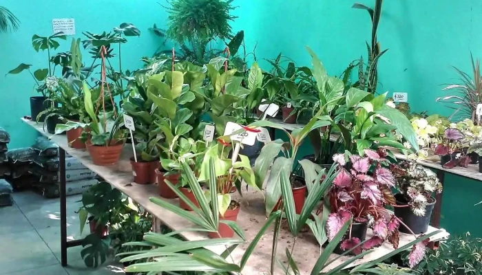 Jardin Escondido Sitio Web - Juan L. Lacaze