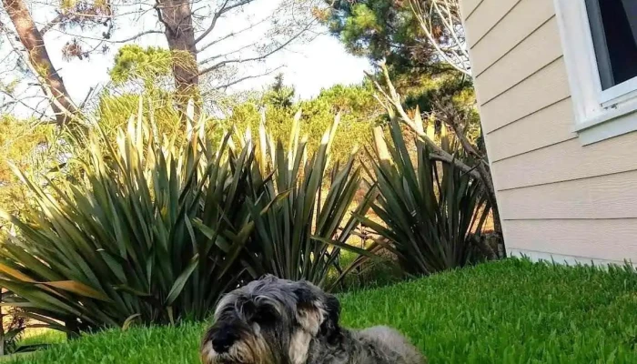 Jauria De Los Visitantes - La Paloma