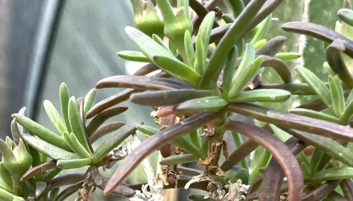 La Chacra De Milan -  Sitio Web - San Carlos