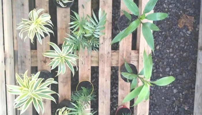 La Huerta De Juanita -  Interior - Paysandú