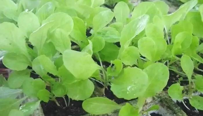 La Huerta de Juanita - Paysandú