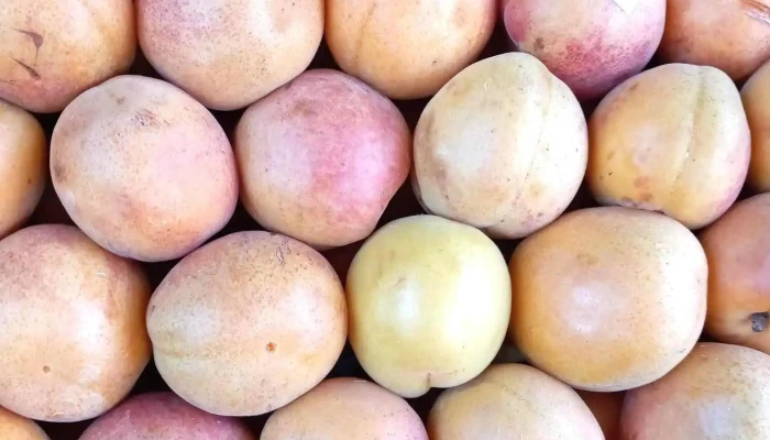 La Nueva Quinta - 60000 Paysandú