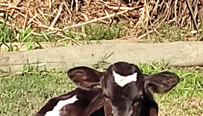 La Oportunidad - Cardal