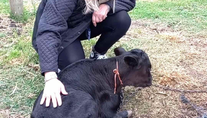 La Oportunidad -  Videos - Cardal