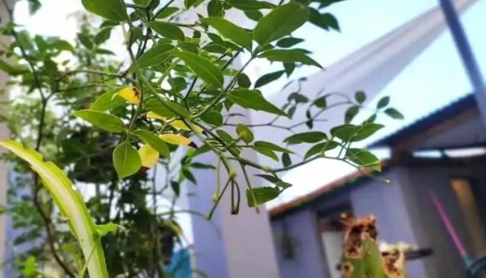 La Resi Residencia Universitaria - Rivera