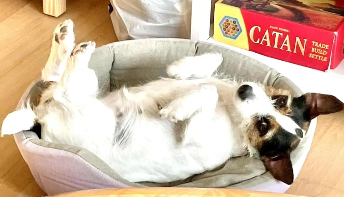 Laika Punta del Este - 20000 Punta Del Este