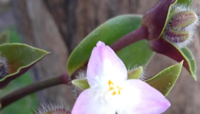 Libruras -  Abierto Ahora - Montevideo