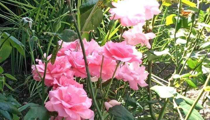 Liceo Aletheia -  Precios - Maldonado