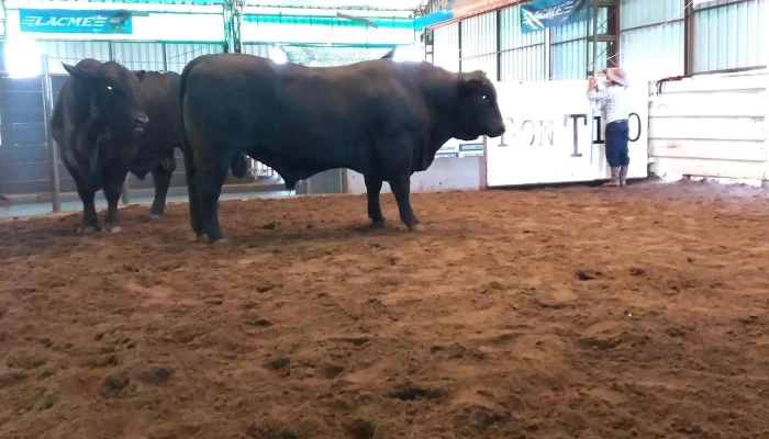 Local Don Tito - 45000 Departamento De Tacuarembó