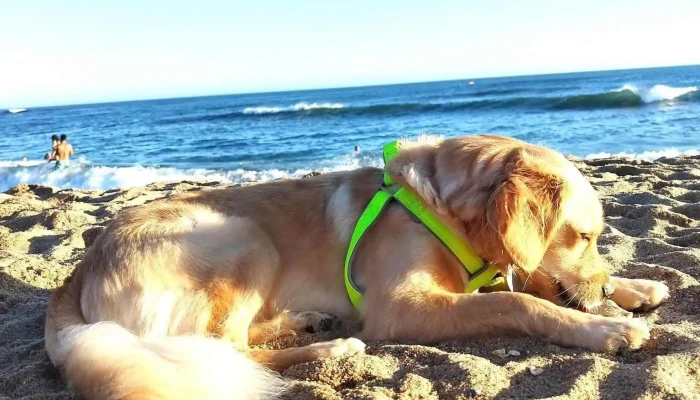 Marvet Clínica Veterinaria - 27400 Puerto La Paloma