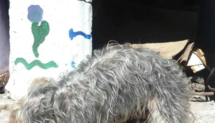 Megal Progreso - 15900 Progreso