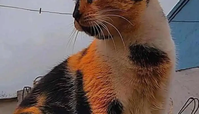 Mi Campeón Centro Veterinario. - 50000 Salto