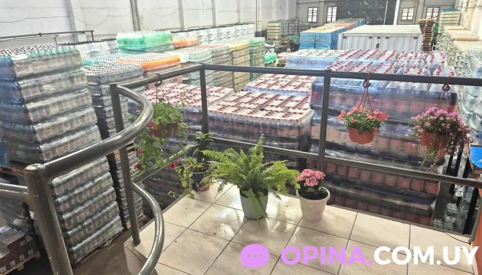 Mirlo - 11800 Montevideo