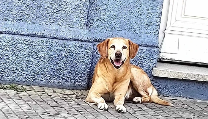 Mundo Pet Clínica Veterinaria - 40000 Rivera