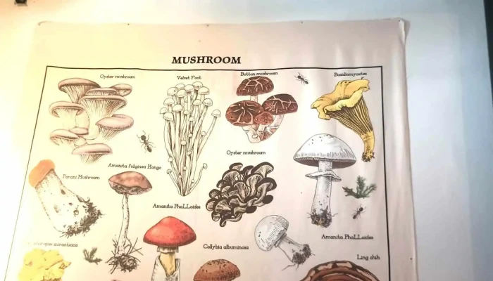 Mushroom Bar:  Menu - Restaurante vegano