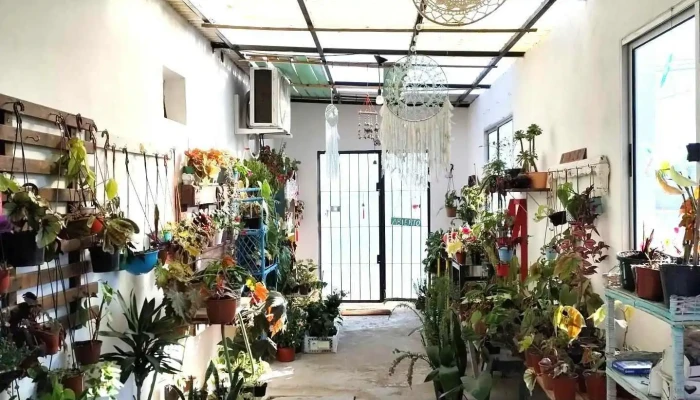 Namayté plantas y más - 30000 Minas