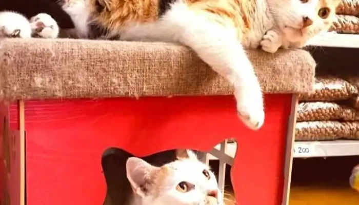 Novavet - 11200 Montevideo