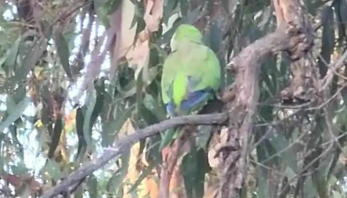 Parsimonia -  Videos - San Javier