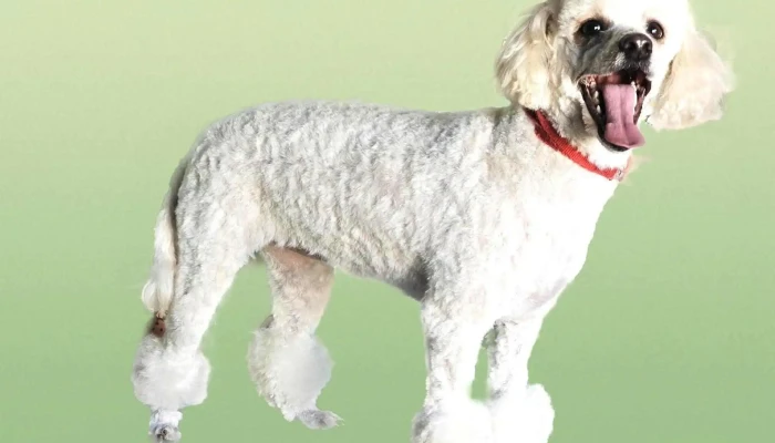 Peloss Alma Estética canina - 30000 Minas