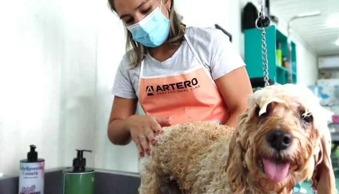 Peludog - 75000 Mercedes