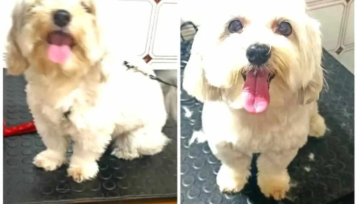 Peluna - 11400 Montevideo