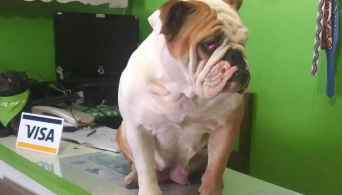 Peluquería Canina - 12800 Montevideo