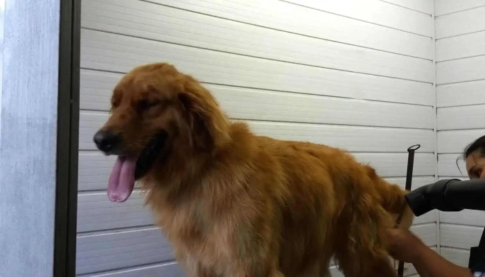 Peluqueria Canina - 15600 Pando